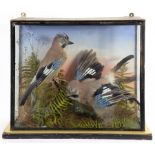 TAXIDERMY. TWO JAYS WITH GLASS EYES, REALISTICALLY MOUNTED ABOVE FERNS AND GRASSES, GLAZED CASE WITH