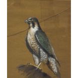 Gayle (20th century) Bird of Prey Pastel signed lower right 54cm x 45.