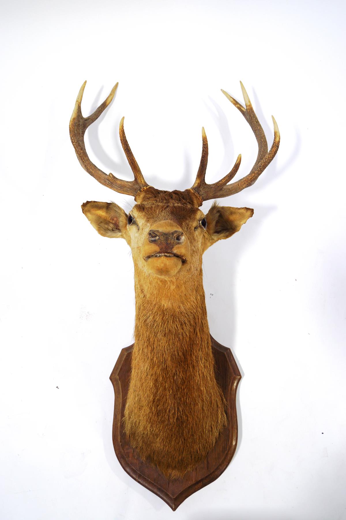 A taxidermy stags head, with ten point antlers, mounted on a shaped oak shield,