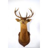 A taxidermy stags head, with ten point antlers, mounted on a shaped oak shield,