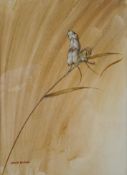 David Blake (Bristol Savages) Harvest Mice Watercolour signed lower left 35cm x 25.