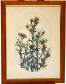 Barbara Dauman (Contemporary) Thistle II Chrysanthemums II Two coloured prints signed in pencil and