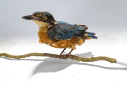 Taxidermy: Kingfisher on a branch