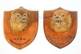 Two mounted taxidermy otter heads, with lettering 'E.C.O.
