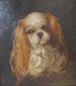 Winifred Havell King Charles Spaniel Oil on board Signed lower right 23cm x 25.