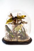 A Victorian taxidermy display of exotic birds, under a glass dome and stand,