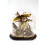 A Victorian taxidermy display of exotic birds, under a glass dome and stand,