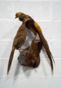 Taxidermy: a pair of Golden Pheasants upon a branch