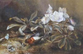 Lily S Poulton Still Life with a Dead Robin and Clematis Watercolour signed lower right 27cm x 40.