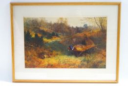 After Thorburn Pheasants in landscape Coloured print 30cm x 48cm