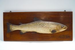A cast sea trout on rectangular mahogany plinth, inscribed 6 1/2 Ib sea trout caught by Major W.J.