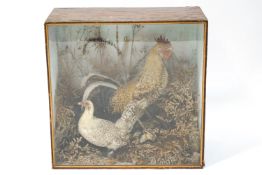Taxidermy: cockerel and hen in naturalistic landscape in glazed case, 76cm high x 76.