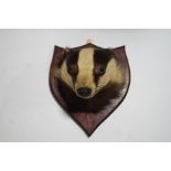 Taxidermy : A Badger's head, by Edward Sadler,