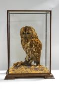 Taxidermy : A Victorian cased Tawny Owl, with D.O.E.