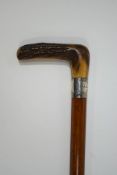 A malacca walking stick with horn handle and 2" wide silver band (date rubbed)