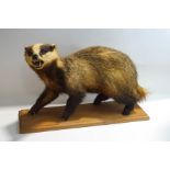 Taxidermy: A Badger,