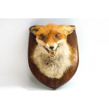 Taxidermy : A Fox's head, by Edward Sadler, mounted on a wooden shield,