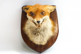 Taxidermy : A Fox's head, by Edward Sadler, mounted on a wooden shield,