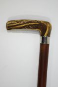 A mahogany walking stick with horn handle and 1" silver collar (rubbed)