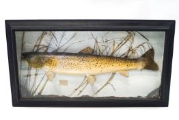 Taxidermy: Brown Trout, against a naturalistic setting, within a stepped front case,