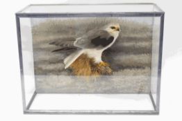 Taxidermy : Black Shouldered Kite, mounted against a painted seascape, signed and dated 1935,