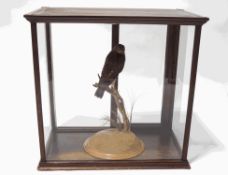 Taxidermy : Female Sparrowhawk, upon a naturalistic base, by Phil Gates of Fenland Taxidermy,
