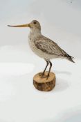 Taxidermy : Godwit in summer plumage,