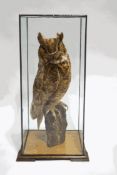 Taxidermy : Great Horned Owl, upon a tree stump, within glazed case,