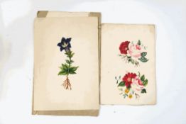 A collection of unframed 19th century botanical watercolour studies by Catherine Conway, circa 1830,