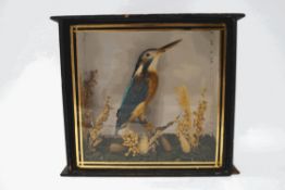 Taxidermy : A cased Kingfisher,