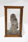 Taxidermy : Ural Owl, seated upon a naturalistic rock, within a pine glazed case,