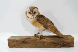Taxidermy : Barn Owl,