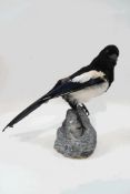 Taxidermy : Magpie,