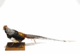 Taxidermy : A Lady Amherst's pheasant on rectangular wooden plinth