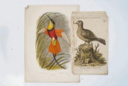A collection of un-framed prints, including hand coloured studies of birds, circa 1790,