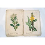 Twenty nine early 19th century botanical engravings,