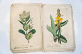 Twenty nine early 19th century botanical engravings,