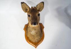 Taxidermy : A Roe Deer's head. mounted on a wooden shield, overall 46cm high.