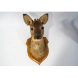 Taxidermy : A Roe Deer's head. mounted on a wooden shield, overall 46cm high.