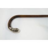 A walking stick with nickel silver extended tip