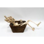 A full anatomical composite skeleton