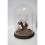 A Victorian glass dome and stand,