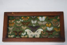 Taxidermy : Various 19th century exotic butterflies and moths, within a lidded display case,