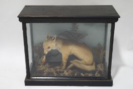 Taxidermy: A Fox and a Kingfisher, cased,