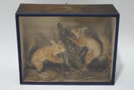 Taxidermy : Two Red Squirrels, cased,