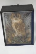 Taxidermy: A Victorian Tawny Owl, cased,