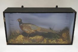 Taxidermy : A Ring Necked Cock Pheasant, cased,
