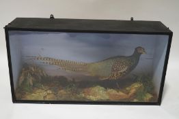 Taxidermy : A Black Necked Cock Pheasant, cased,