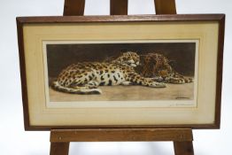 J C Dullman, A pair of leopards relaxing, Colour print,