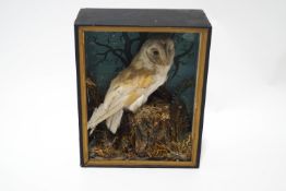 A late Victorian Taxidermy barn owl perched on a log, within partially glazed case, 40.